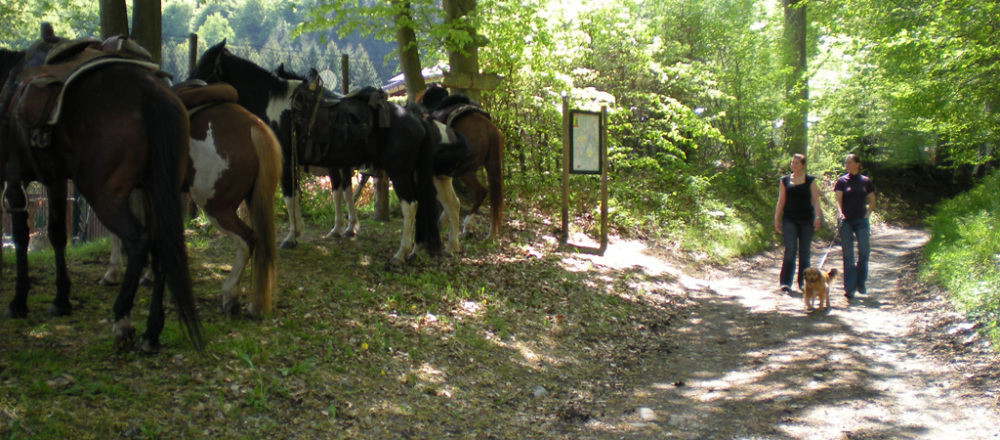 Incheken tijd / Route | Camp Hammer, Simmerath
