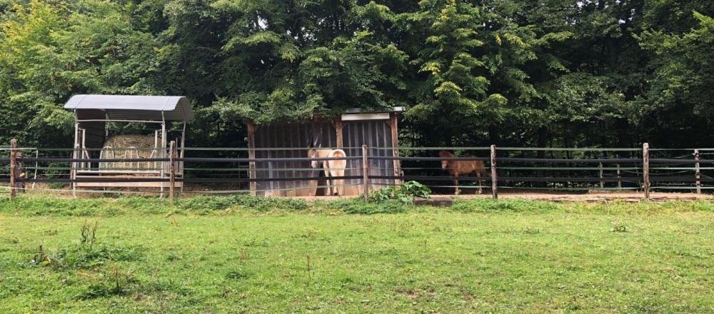 Camp Appointments | Camping with horse | Camp Hammer, Simmerath